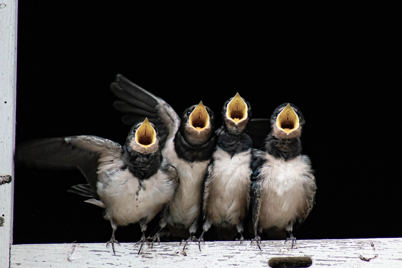 Birdwatching at the Wetlands