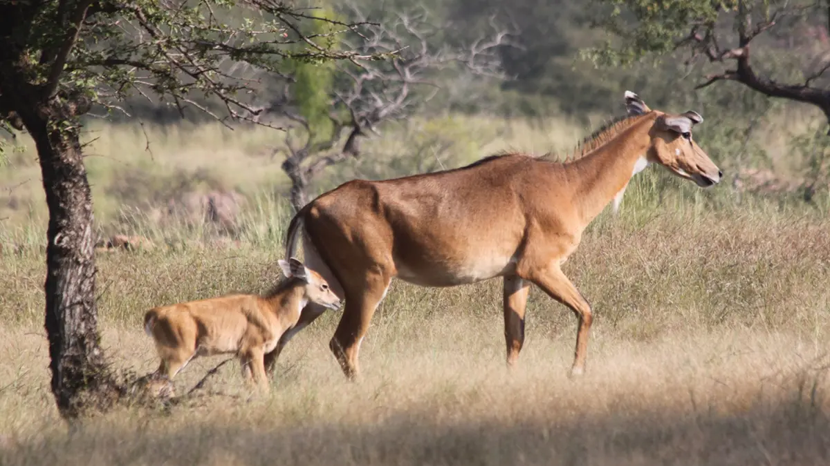 Kalesar National Park